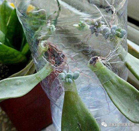 为什么要把多肉插在塑料瓶上 图片