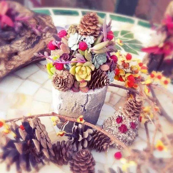 冬季多肉植物的养护技巧 请收好!