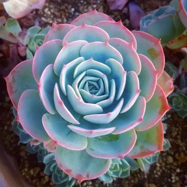 冬季多肉植物的养护技巧 请收好