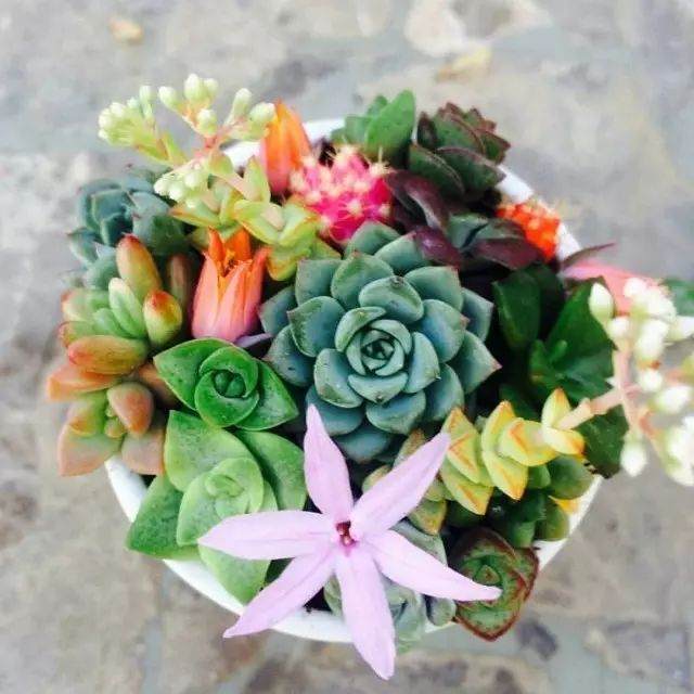 冬季多肉植物的养护技巧 请收好