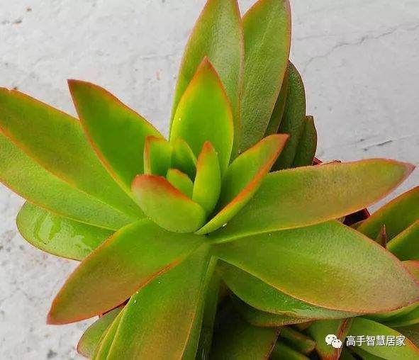 先说一个不太正规多肉植物上色小技巧