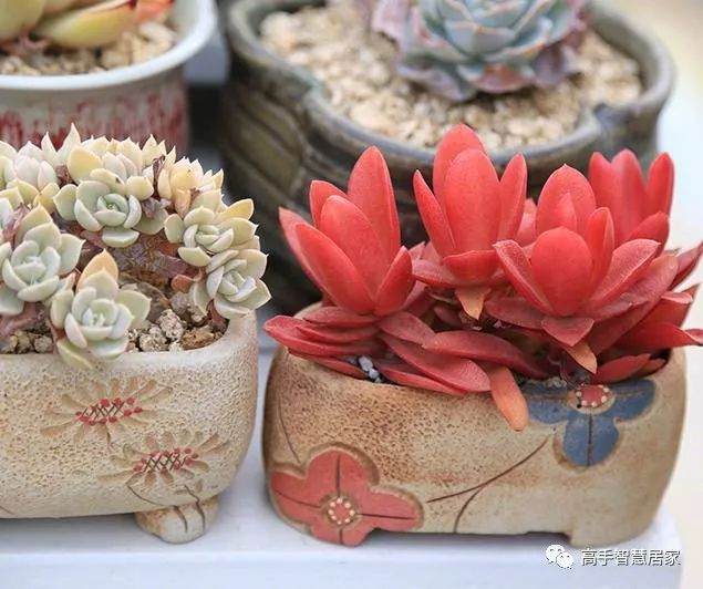 先说一个不太正规多肉植物上色小技巧