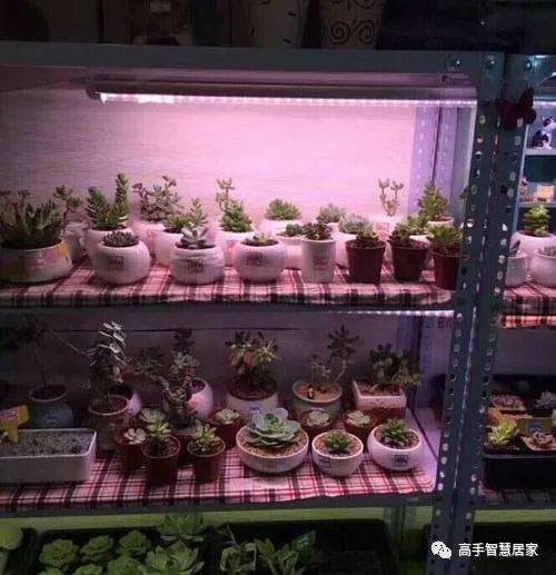 先说一个不太正规多肉植物上色小技巧