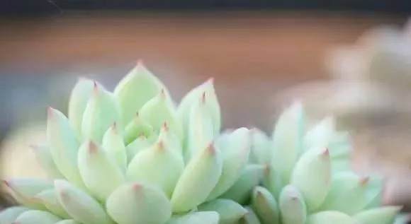 多肉植物整形 让你的多肉变丑为美