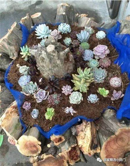 养多肉还要买花盆?路边的木桩就能当花盆
