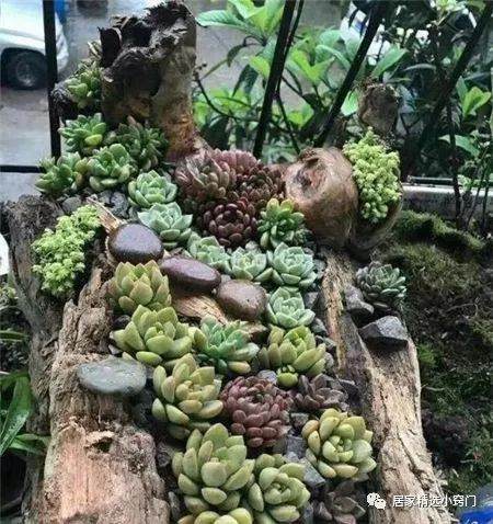 养多肉还要买花盆 路边的木桩就能当花盆