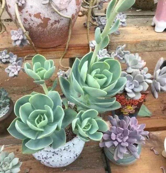 给多肉翻盆时做这件事 赢在服盆起跑线