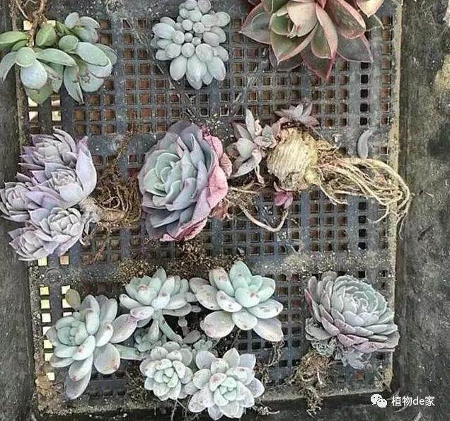 给多肉翻盆时做这件事 赢在服盆起跑线