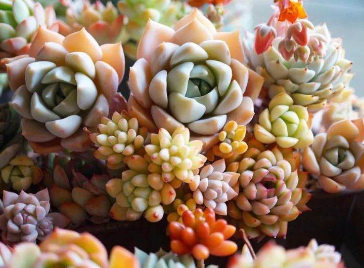 温度大降 我们给如何养护多肉 图片