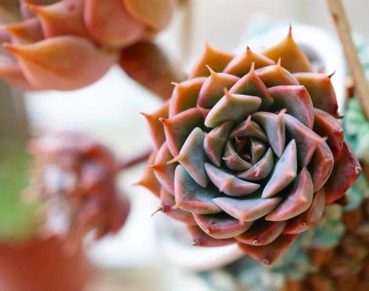 温度大降 我们给如何养护多肉 图片