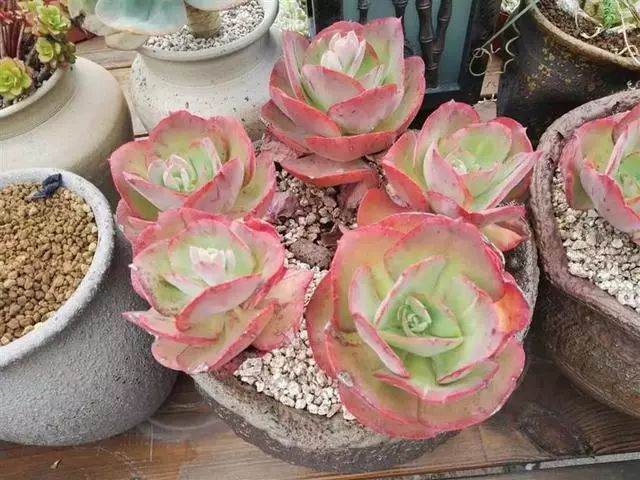 开挂区是一个养多肉植物的好地方