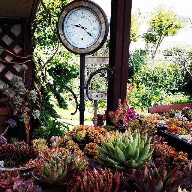 家里的多肉如何才能安全过冬?