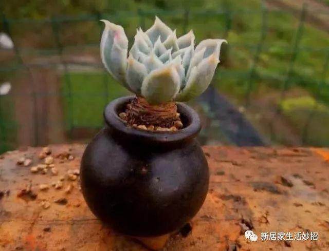 多肉植物想要养小 第一步就是对于本土的选择