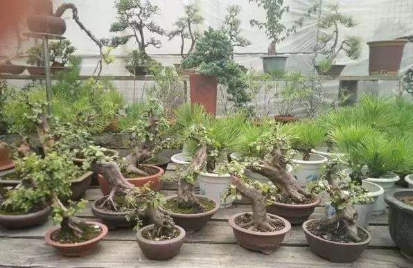 下山树桩做盆景的高峰期到了 学不会这几步