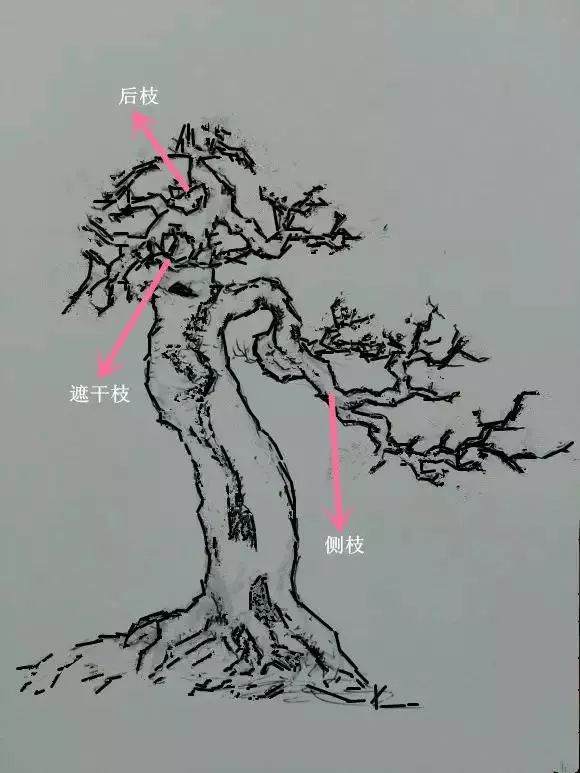 盆景制作 新手期需要注意掌握的几个要点