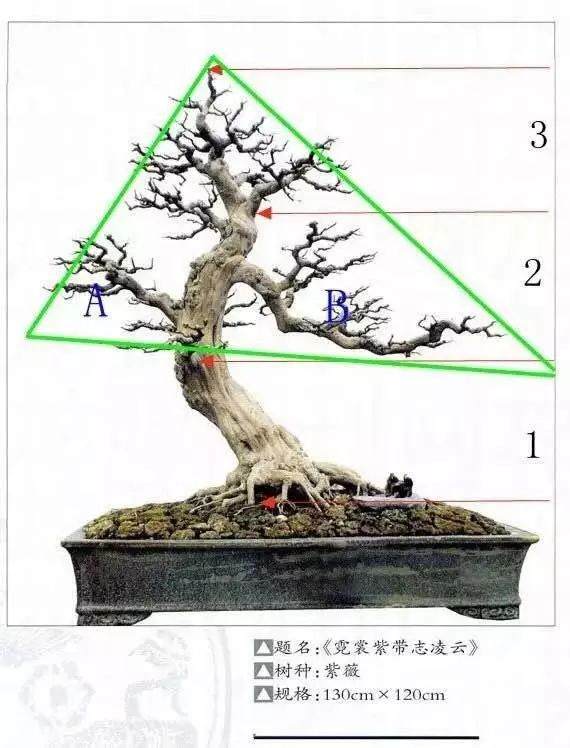 盆景制作 新手期需要注意掌握的几个要点