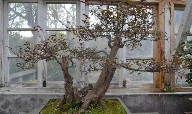 为什么野生的树桩盆景那么贵呢?