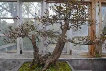 为什么野生的树桩盆景那么贵呢？