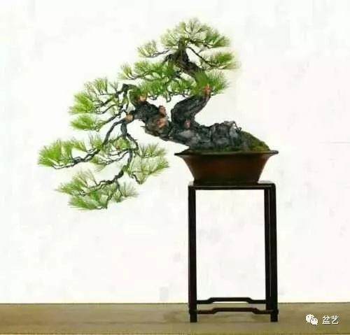 垂枝式与俯枝式盆景制作方法简介