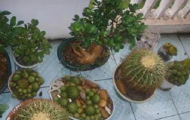 盆景叶子发黄的原因与补救方法