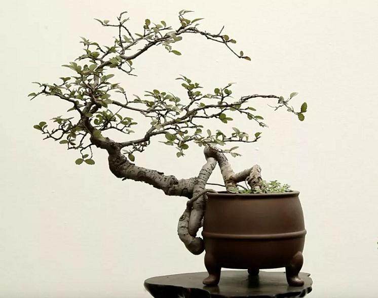 朱振刚 痴迷创作的盆景人