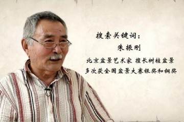 朱振刚 痴迷创作的盆景人