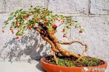 小树苗做老桩盆景 养了10年长成这样
