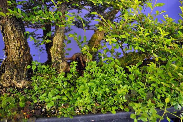 图解 2011年制作榆树盆景的过程