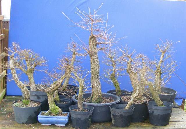图解 2011年制作榆树盆景的过程