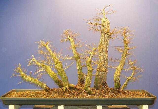 图解 2011年制作榆树盆景的过程