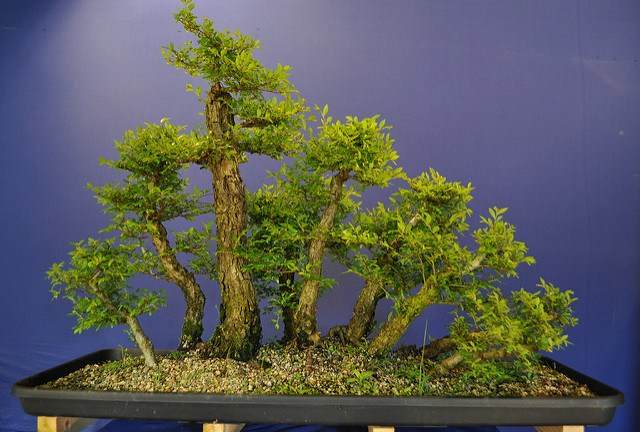 图解 2011年制作榆树盆景的过程