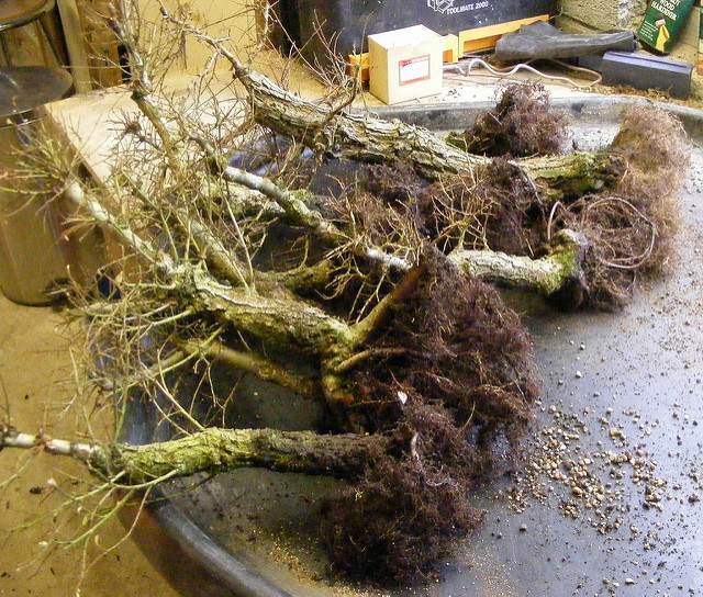 图解 2011年制作榆树盆景的过程