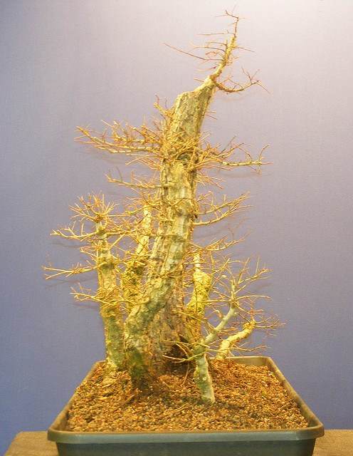 图解 2011年制作榆树盆景的过程