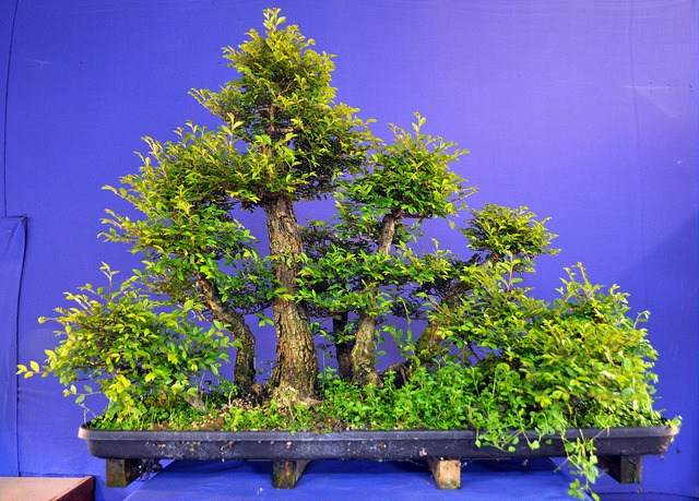 图解 2011年制作榆树盆景的过程