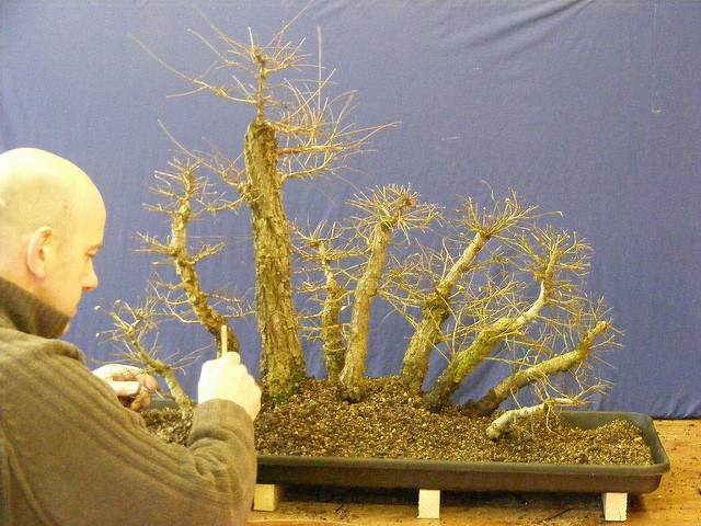 图解 2011年制作榆树盆景的过程