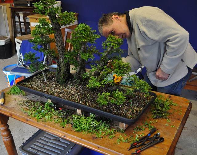 图解 2011年制作榆树盆景的过程