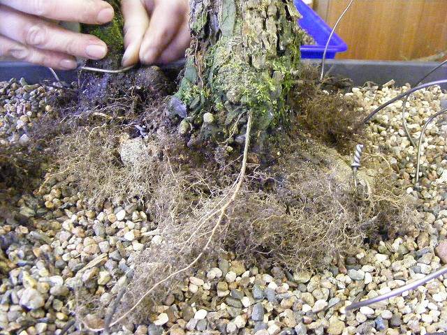 图解 2011年制作榆树盆景的过程