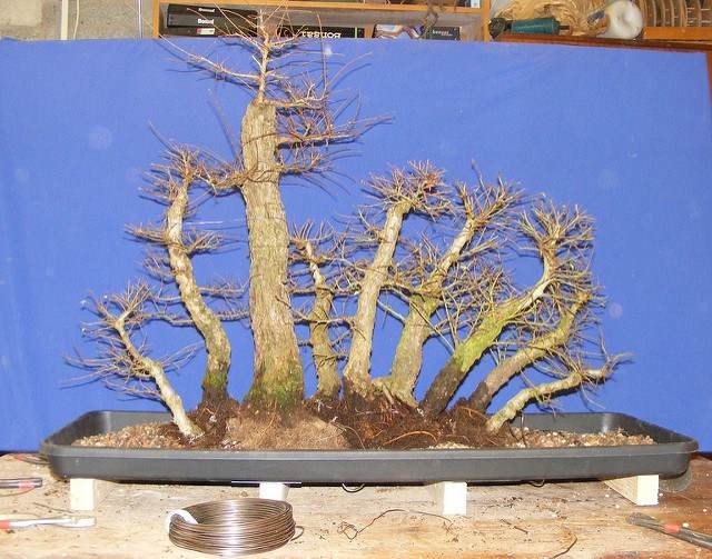 图解 2011年制作榆树盆景的过程