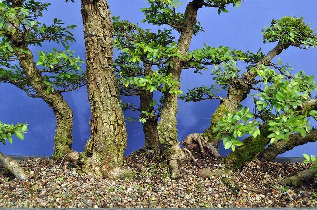 图解 2011年制作榆树盆景的过程