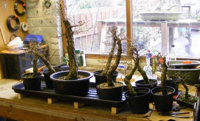 图解 2011年制作榆树盆景的过程