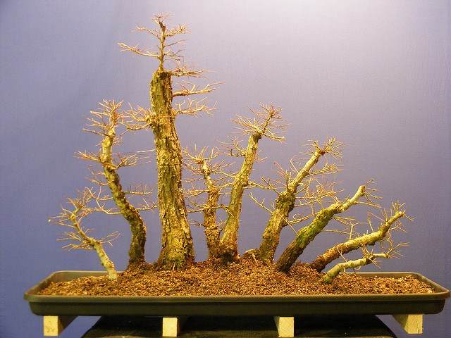 图解 2011年制作榆树盆景的过程