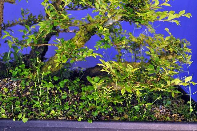 图解 2011年制作榆树盆景的过程