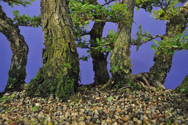 图解 2011年制作榆树盆景的过程