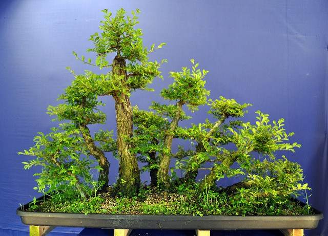 图解 2011年制作榆树盆景的过程