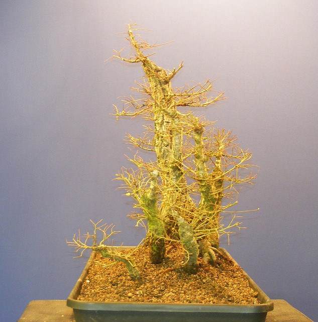 图解 2011年制作榆树盆景的过程