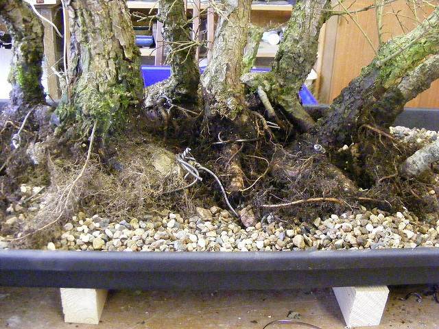 图解 2011年制作榆树盆景的过程