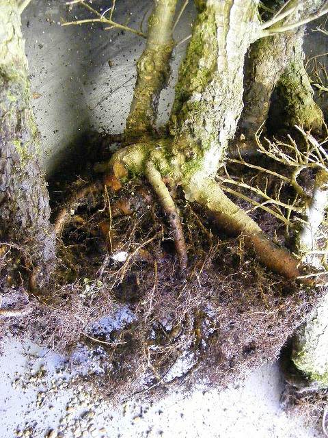 图解 2011年制作榆树盆景的过程