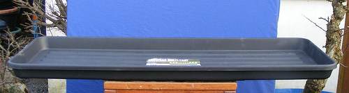 图解 2011年制作榆树盆景的过程