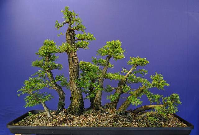 图解 2011年制作榆树盆景的过程