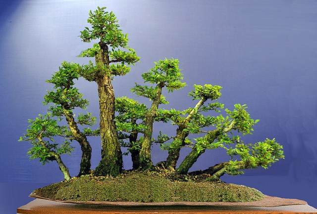 图解 2011年制作榆树盆景的过程